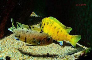 Metriaclima sp. 'zebra gold' Kawanga